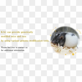 Transparent Mouse Animal Png - Mouse, Png Download - mouse animal png