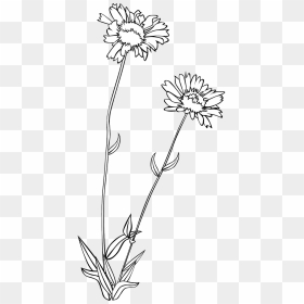Vector Graphics,free Pictures, Free - Wildflower Black And White Clipart, HD Png Download - wild flowers png