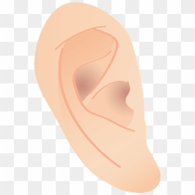 Ear Human Body Clipart - Illustration, HD Png Download - human body png