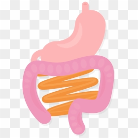 Stomach Intestines Organs Body Gi System Vector Illustration - Transparent Intestine Clipart, HD Png Download - stomach png
