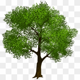 Tree Clipart Trees Vector Clip Art Tree Photo Graphics - Tree With Transparent Background, HD Png Download - willow tree png