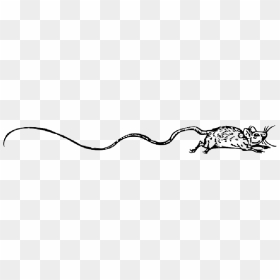 Rodent, Mouse, Animal, Tail, HD Png Download - mouse animal png