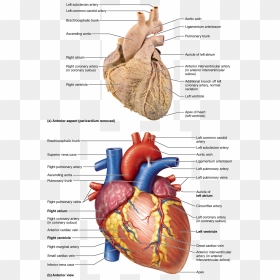 Transparent Heart Organ Png, Png Download - human body png