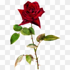 Clipart Rose Dying, Clipart Rose Dying Transparent - Rose With Thorns Png, Png Download - rose vine png