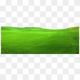 Transparent Green Grass -top Turf Lawn Care And Pest - Lawn, HD Png Download - green grass png