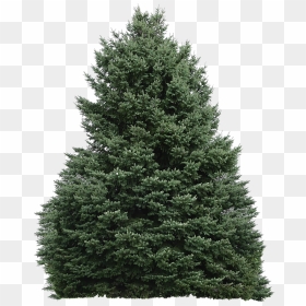 Tree, HD Png Download - forest background png