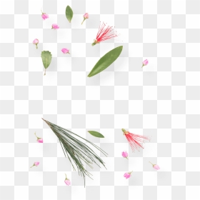 Transparent Wild Flowers Png - Water Lily, Png Download - wild flowers png