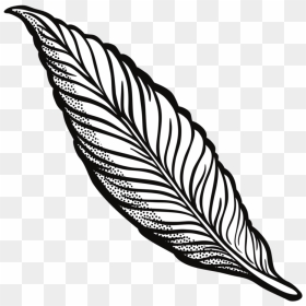 Feather Drawing Line Art Quill Cartoon - Feather Clip Art, HD Png Download - feather pen png