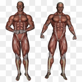 Body Muscles, HD Png Download - human body png
