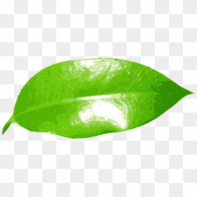 Leaf,green,grass - Hoja De Naranja Png, Transparent Png - green grass png