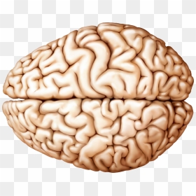 Brain Png - Human Brain Superior View, Transparent Png - brain transparent png