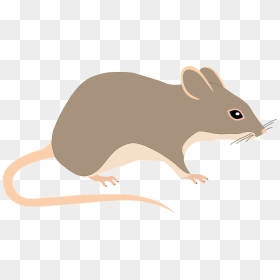 Mouse, HD Png Download - mouse animal png