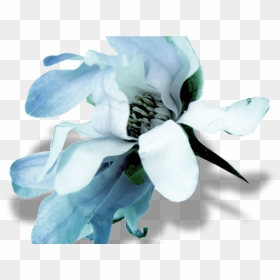 Transparent Wild Flowers Png - Cut Flowers, Png Download - wild flowers png