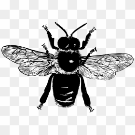 Flying Bee - Insect Parts, HD Png Download - flying bee png
