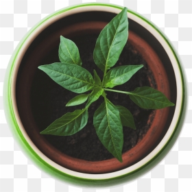 Plant Top View Png , Png Download - Plant Top View Png, Transparent Png - plant top view png