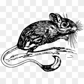 Souris Longue Queue, HD Png Download - mouse animal png