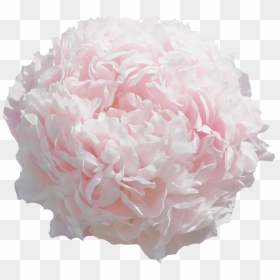 Common Peony, HD Png Download - sweet 16 png