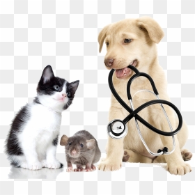 Dogs Cats Png - Medical Dog And Cat, Transparent Png - dog and cat png