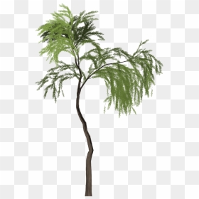 Portable Network Graphics, HD Png Download - willow tree png