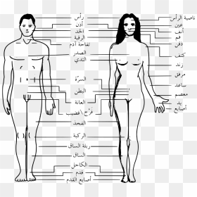 Transparent Human Body Outline Png - Body Parts Name In Arabic, Png Download - body outline png