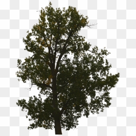 Tree No Background, HD Png Download - forest background png