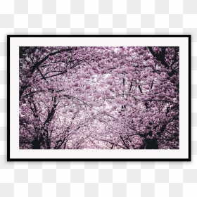 Slike Za Desktop Proljeće, HD Png Download - sakura petals png