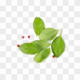 Basil From Top Png - Leaf Top View Png, Transparent Png - plant top view png