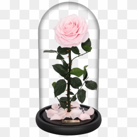 Garden Roses, HD Png Download - sakura petals png