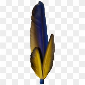 Macaw Feather Png Photo - Feather, Transparent Png - feather pen png