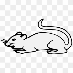 Clip Art, HD Png Download - mouse animal png