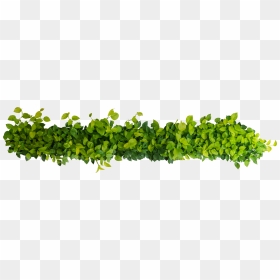 Transparent Plant Seeds Clipart - Top View Shrub Png, Png Download - plant top view png