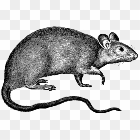 Kangaroo Rat, HD Png Download - mouse animal png