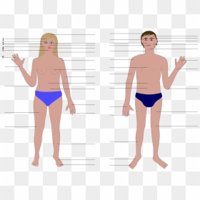 Girl Part Of Body, HD Png Download - body outline png
