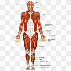 Transparent Body Outline Png - Muscular System Diagram Transparent, Png Download - body outline png