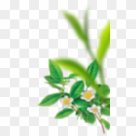 Transparent Enjoyment Clipart - Tea Plant, HD Png Download - plant top view png