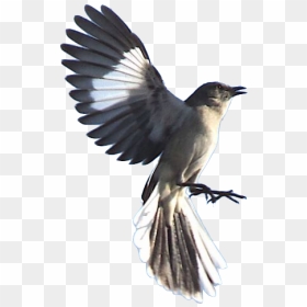 Kill A Mockingbird Dead Mockingbird, HD Png Download - mockingbird png