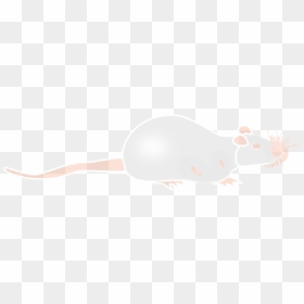 Albino, Rat, Mouse, Lab, Laboratory, Science, Red - Albino Rat Vector, HD Png Download - mouse animal png