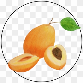 Apricot, HD Png Download - apricot png