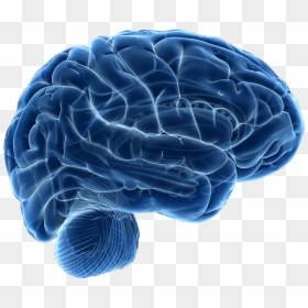 Tybt Big Brain Cleaned - Blue Human Brain Png, Transparent Png - vhv