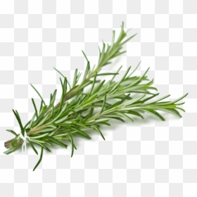 Rosemary Png Background Image - Rosemary Sprigs Transparent, Png Download - rosemary png
