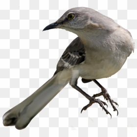 Northern Mockingbird Png 02 B - Mockingbird Png, Transparent Png - mockingbird png