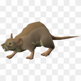 Terrestrial Animal, HD Png Download - mouse animal png