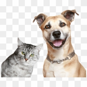 Purina Cat And Dog, HD Png Download - dog and cat png