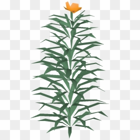 Old School Runescape Wiki - Houseplant, HD Png Download - rosemary png