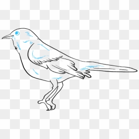 How To Draw Mockingbird - Northern Mockingbird Drawing, HD Png Download - mockingbird png
