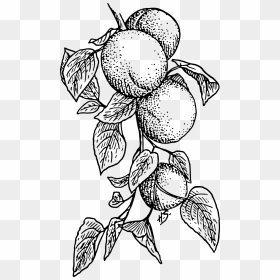 Apricot Clip Arts - Black And White Peach Tree, HD Png Download - apricot png