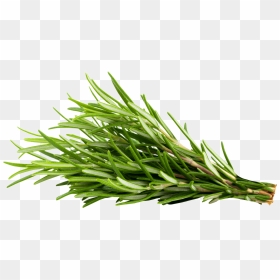 Rosemary Herb Png, Transparent Png - rosemary png