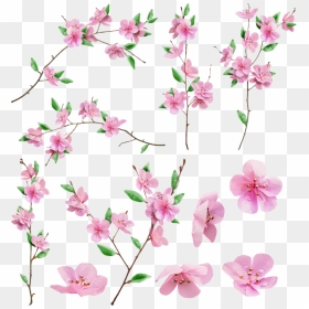 Background Sakura Transparent - Drawing Sakura Flower, HD Png Download - sakura petals png