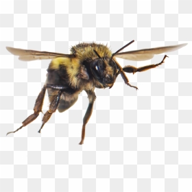 Flying Honey Bee Clipart - Honeybee, HD Png Download - flying bee png