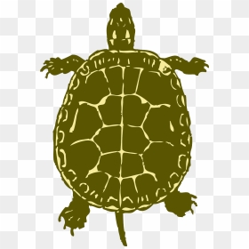 Painted Turtle Silhouette Png, Transparent Png - plant top view png